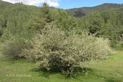 Elaeagnus parvifolia